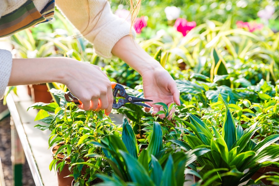 Calgary Garden Centers Worth Visiting This Spring and Summer